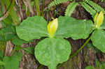 Yellow trillium